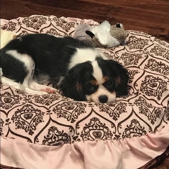 🐾 Meet your Posh Ambassador, Kim 🐾 - Picture 14 of 14